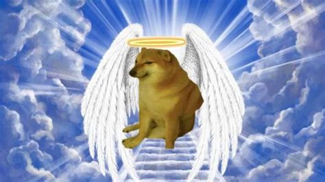 Cheems, Viral Meme Dog Dies After Battling Cancer; Internet Reacts To ...