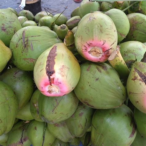 Jual Bibit Kelapa Pandan Wangi Kopyor Wulung Budidaya Genjah Entok