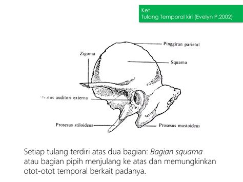 Hubungan Antar Tulang Tengkorak Pada Kepala Adalah 7