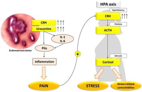 Hypothalamus Pituitary Adrenal Hpa Axis And Stress Hormones In Download Scientific Diagram