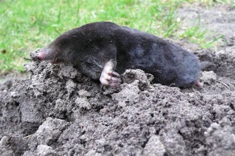 common mole talpa europaea linnaeus