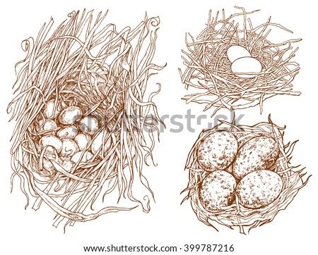 Nest Stock Photos Royalty Free Images Vectors Shutterstock