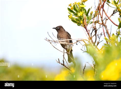 Endemic Cape Bulbul Pycnonotus Capensis Perched On Coastal Fynbos