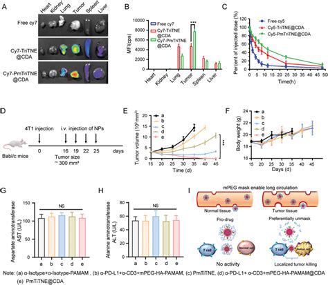 Pmtritne Cda Generated Superior Antitumor Efficacy In An Orthotopic