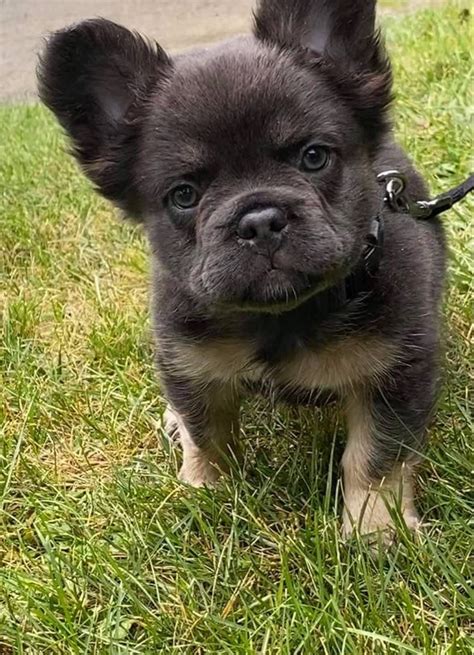 Buffalo Run Billy French Bulldog Stud, French Bulldog Puppies, French ...