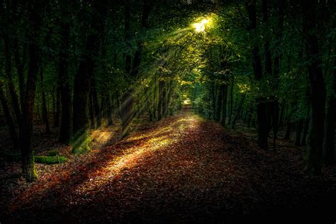 bosque del papel pintado camino otoño árboles luz del sol hd