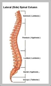 Spine L1 – Graph Diagram