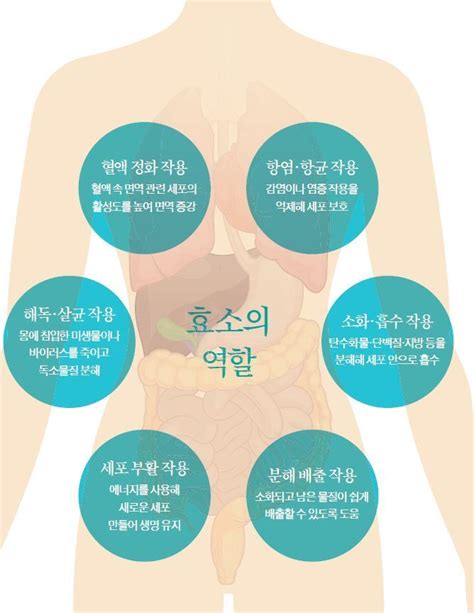 건강한 가족 장내 독소 쌓이고 먹어도 배고프고 생명의 불꽃 효소가 부족하군요 중앙일보