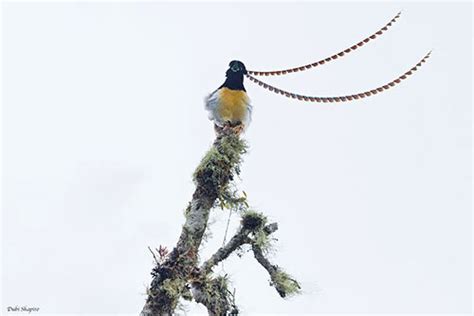 King Of Saxony Bird Of Paradise