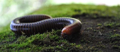 The Amazing Millipede | Critter Science