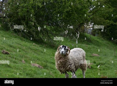 Una Oveja Con Cuernos Curvos En Un Campo En El Tiempo De La Primavera