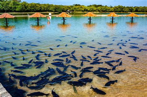 Praia Da Figueira Bonito Brasil Turismo