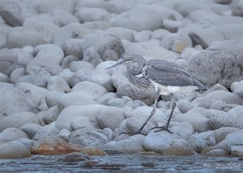 White Bellied Heron Ardea Insignis Ardea Species Bird Species