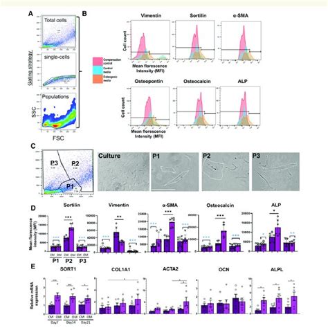 Silencing Sortilin Decreases Valvular Interstitial Cell Download