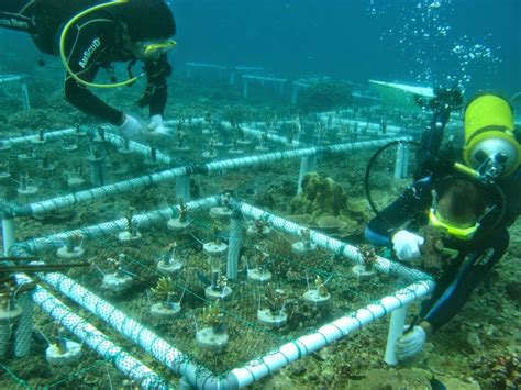 Monitoring Terumbu Karang Pantai Sanur Bali Dan Di Perairan Laut Sawu