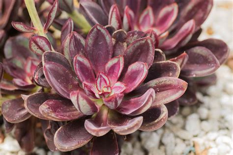 10 Most Popular Types of Echeveria