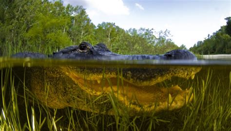 Plant & Animal Adaptations in Swamps | Sciencing