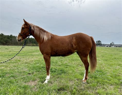 Aqha Filly By Bet Hesa Cat O O Daughter Of Cat Ichi