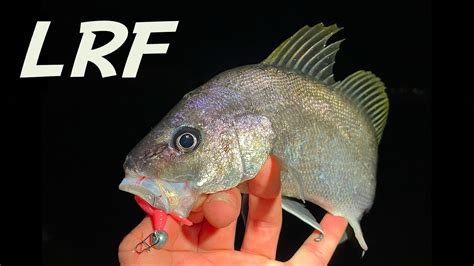 La Cercavo DA ANNI A Light Rock Fishing Sessioni Invernali Di Pesca