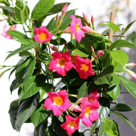 Dipladenia hivernage comment préparer cette jolie fleur pour l hiver