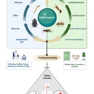 Nutritional and health benefits associated with edible insects. Food ...