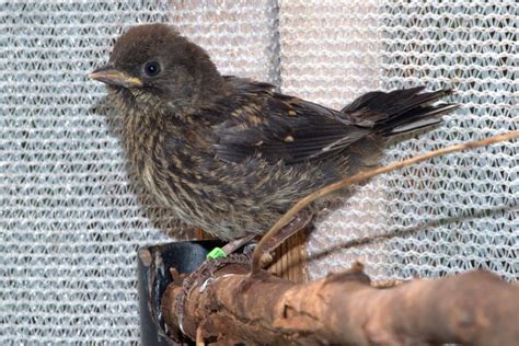 Spotted Towhee Survives Nest Disturbance - Wildlife Rescue Association ...