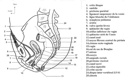 Appareil Genital Feminin Coupe Sagittale De L Appareil Genital