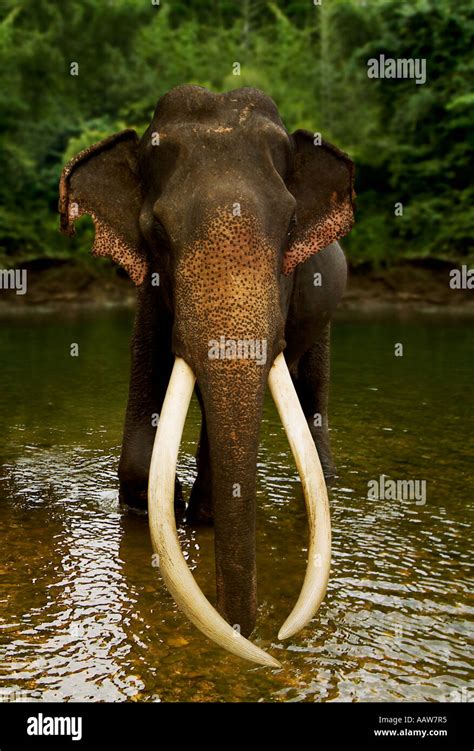 Asian Elephant Elephas Maximus Stock Photo Alamy