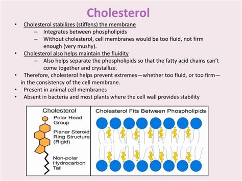 PPT - Cell Membrane Structure / Function and Cell Transport Ms. Kim ...