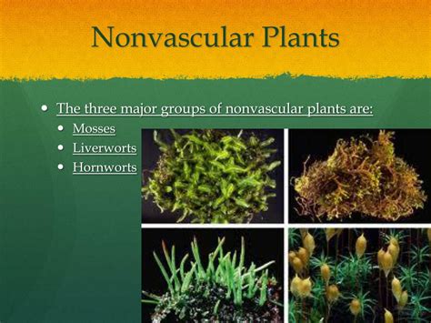 PPT - Nonvascular Plants PowerPoint Presentation, free download - ID ...