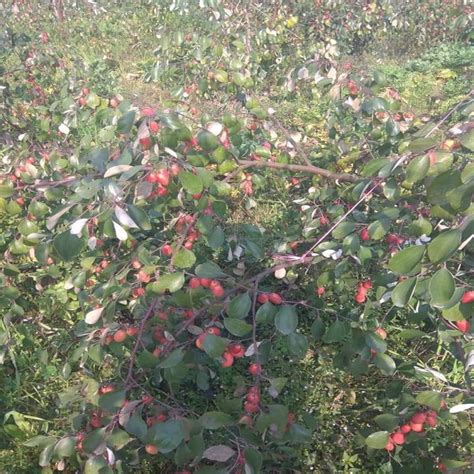 Full Sun Exposure Red Apple Ber For Fruits At Rs Piece In Jaipur