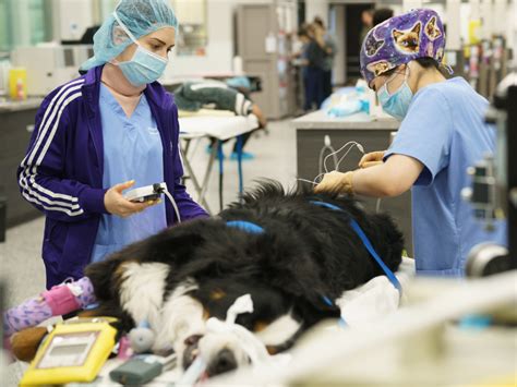 What Is A Veterinary Technologist Specialist VTS Boundary Bay