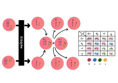 Sorbose Definition And Examples Biology Online Dictionary