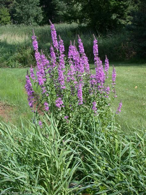 Tall Purple Flowers On Stalk