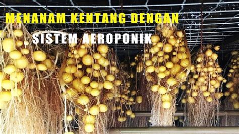 Budidaya Kentang Dengan Sistem Aeroponik Teknik Bercocok Tanam