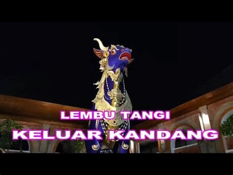 LEMBU TANGI KELUAR KANDANG YouTube