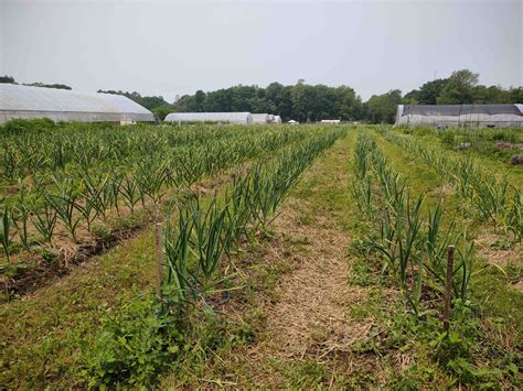 Youth staff get a taste of garlic farming – Southside Community Land Trust
