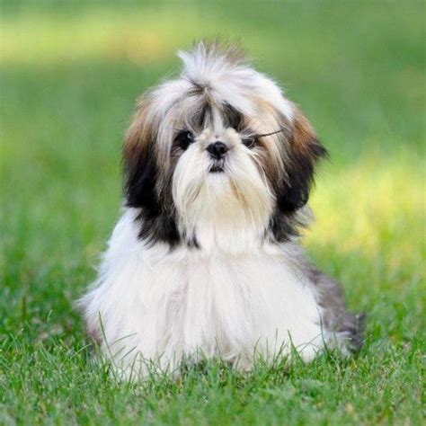 Criadores De Shih Tzu En Madrid Criadores Responsables