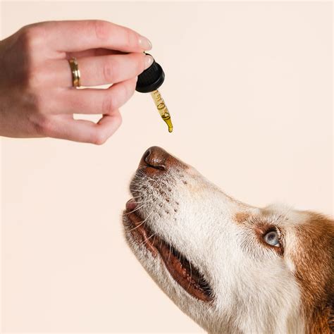 Dog Dental Care: Top 5 Tips + FAQs - HolistaPet