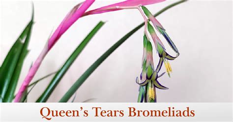 Growing Queens Tears Bromeliads