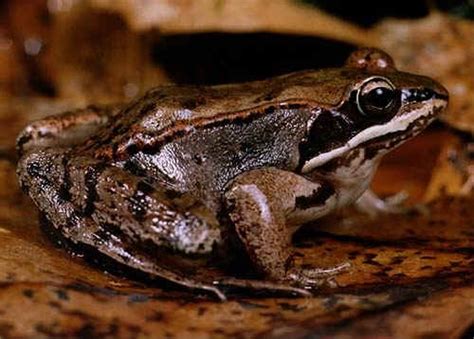 Wood frog - Alchetron, The Free Social Encyclopedia