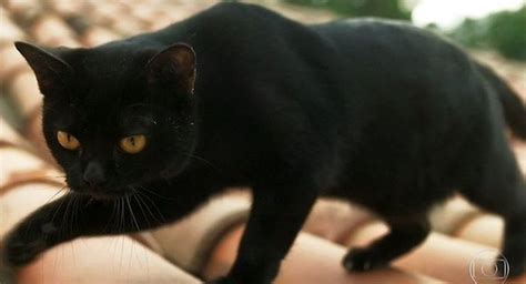 Quem é O Gato De O Sétimo Guardião Blog Próximo Capítulo