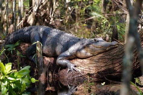 Pure Nature - Tour The Glades - Private Wildlife Tours, Everglades City ...