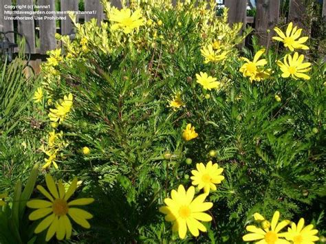 Plantfiles Pictures Green Euryops Bush Daisy Viridis Euryops Pectinatus By Daylilyslp