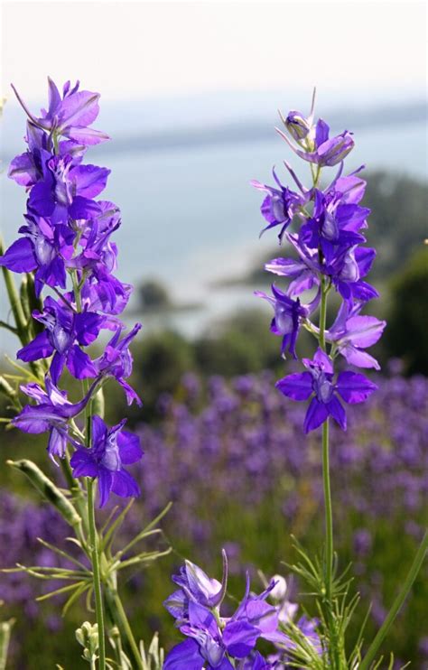 Larkspur Flower Growing Guide: How To Plant, Grow, And Care For ...