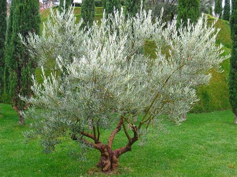 Olivo Alberi Latifolie Come Coltivare L Olivo