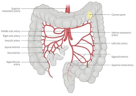 Blood Supply Of Large Intestine Medizzy