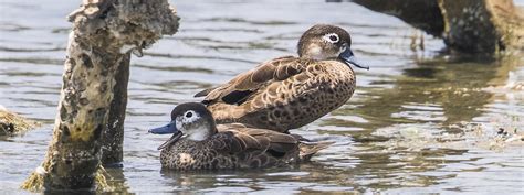 2 Day Bird Watching Lake Naivasha And Lake Nakuru National Park Kenya