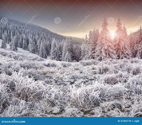 Nascer Do Sol Colorido Do Inverno Nas Montanhas Foto De Stock Imagem