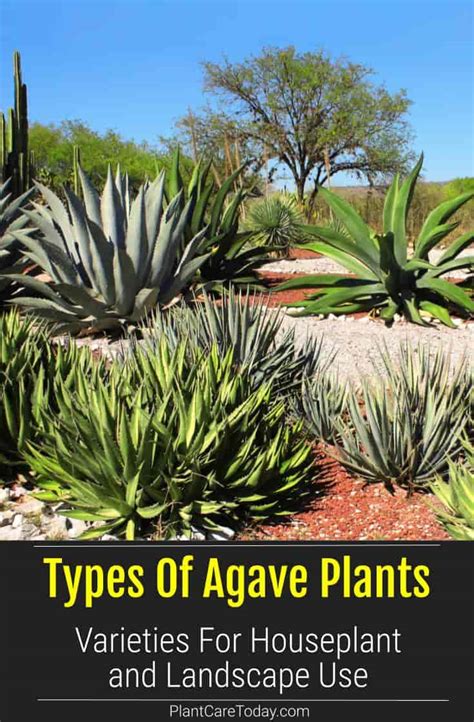 Types Of Agave Plants: Varieties For Houseplant and Landscape Use